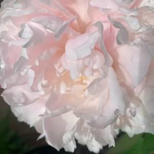 Meet your Posher, Rosie